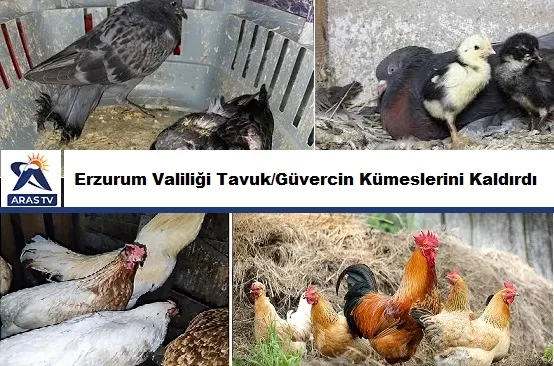 Erzurum Valiliği Tavuk/Güvercin Kümeslerini Kaldırdı