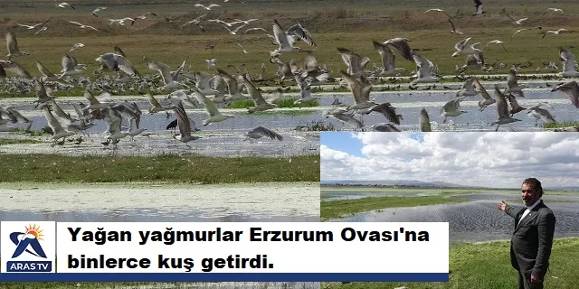 Yağan yağmurlar Erzurum Ovası