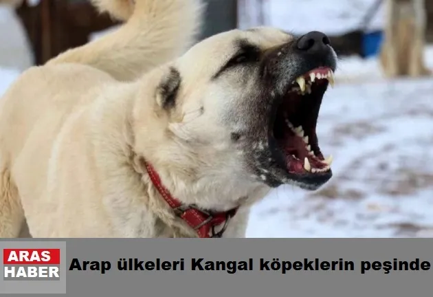 Arap ülkeleri Kangal köpeklerin peşinde
