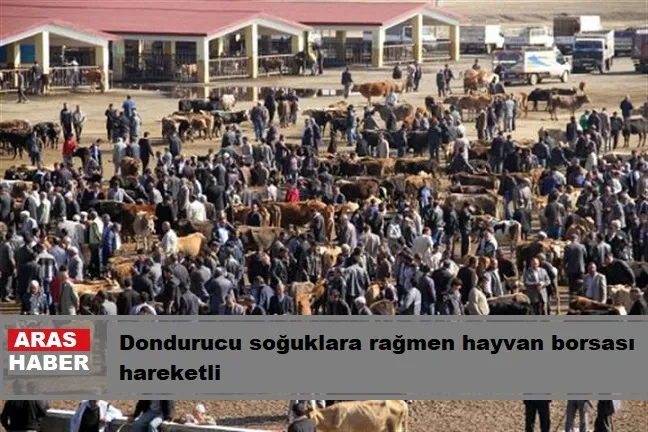 Dondurucu soğuklara rağmen hayvan borsası hareketli