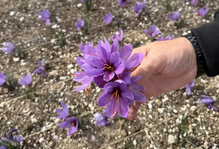 Ülkü Ocakları Genel Merkezi’nin Terasında Safran Hasadı!