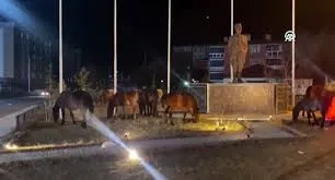 Yılkı Atları Ardahan