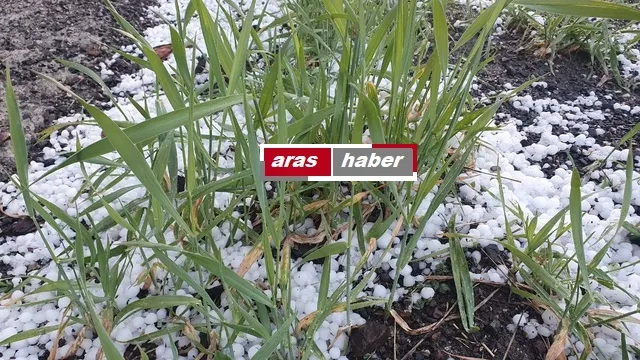 Erzurum ve Ardahan