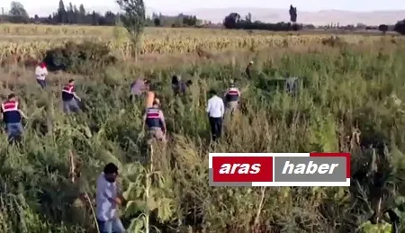Erzurum da 720 Kök Kenevir Ele Geçirildi